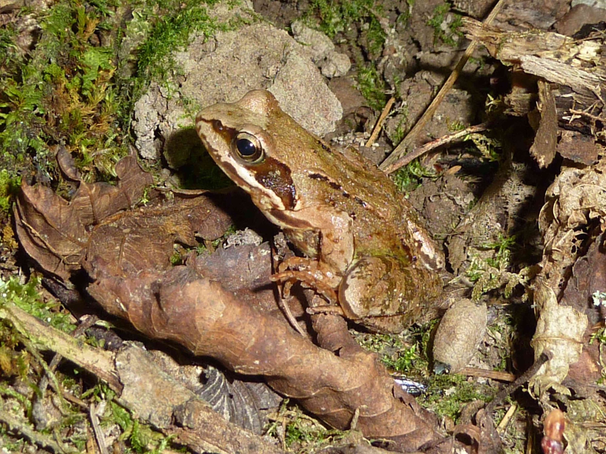 2025 06 13 Moorfrosch